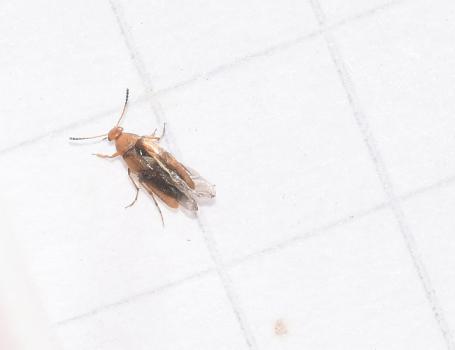 These small beetles have rather flattened hind legs with slightly enlarged femurs.