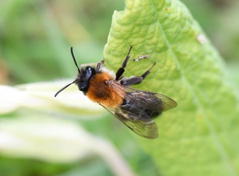 This large mining bee has distinctive foxy-brown hair on its thorax and luxuriant black and silver hair on its legs.