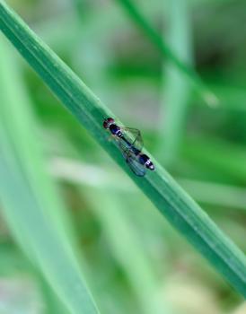 Baccha elongata is a small hoverfly, between 4 and 8 millimetres long, with a slender wasp-waisted shape.