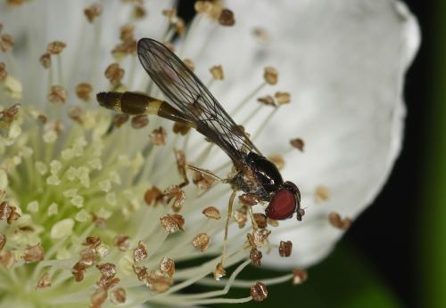 Baccha elongata is a small hoverfly, between 4 and 8 millimetres long, with a slender wasp-waisted shape.