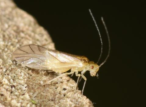 This insect is found on branches of deciduous trees between June and October. It overwinters in leaf litter.