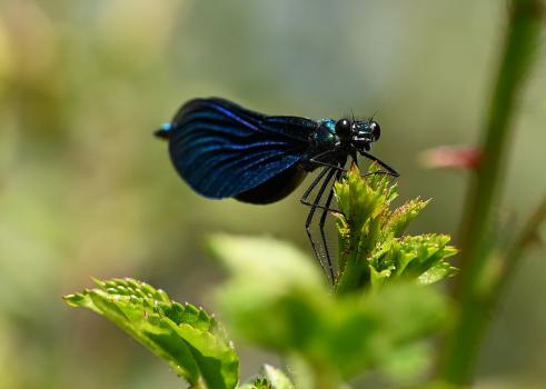 The Beautiful Demoiselle is easily mistaken for a butterfly, with its fluttering flight pattern.
