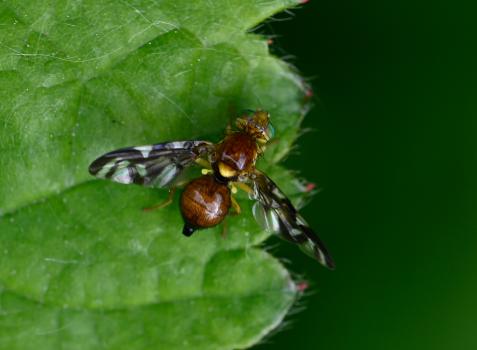 Celery Fly (Euleia heraclei), Heene Cemetery, early May 2025.