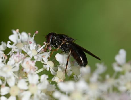 Note the colour of its legs, the fact that it has orange antennae and hairless eyes.