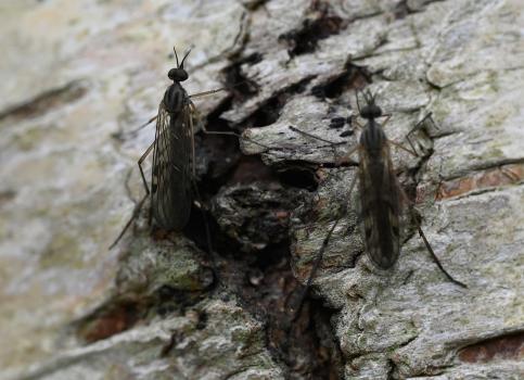 This species of Sylvicola lacks markings at the tip of its wings, hence the name.