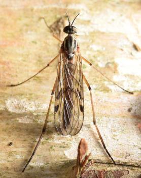 This is a common species of window gnat. Larvae appear on dung and other decaying matter.
