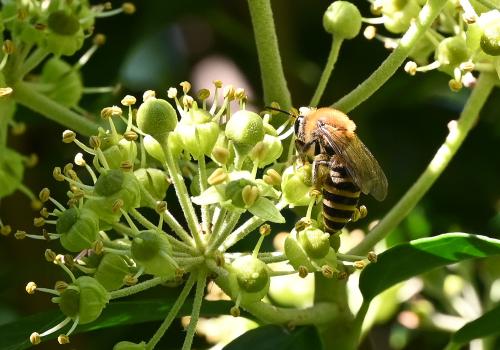 Colletes hederae, September 2024.