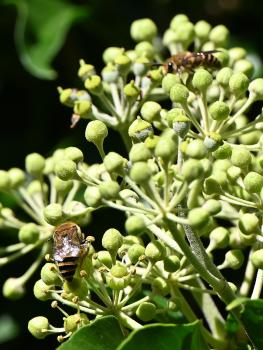 Colletes hederae, September 2024.