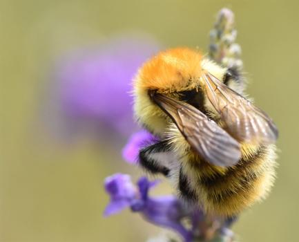 The gingery-brown hairs and black abdomens are characteristic of this social Common Carder Bee.