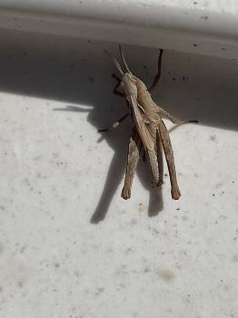 The Common Field Grasshopper has a wide range of colours not just the brown of this individual.