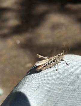 Adult Common Field Grasshoppers are present in grassy gardens and other green spaces from June until late Autumn.