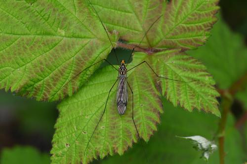 This cranefly has dark wing markings, alternating yellow and black bands on the abdomen and distinctive yellow and black markings on its head and thorax, with its head having a pronounced orange colour.
