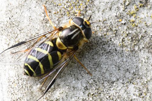 This hoverfly can be identified by the parallel grey stripe on its thorax and the downward-angled yellow abdominal bands.
