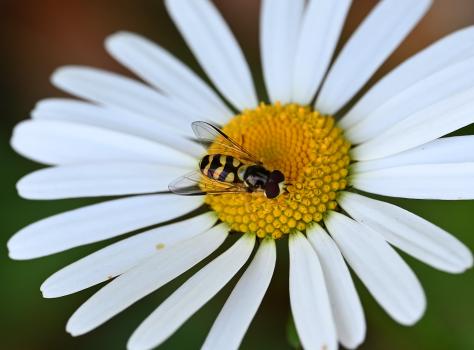 Dasysyrphus albostriatus has two short parallel grey stripes on its thorax.