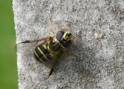Dasysyrphus albostriatus usually has a central black stripe on its face, as can be seen in this photograph.