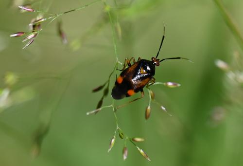 This bug, measuring between 6 and 8 millimetres in length, has a varying colouration.