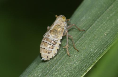 These small planthoppers are relatively common.