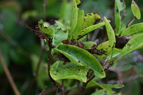 A mass gathering (of perhaps a dozen) adult and nymph Dock Bugs on Bramble, October 2024.