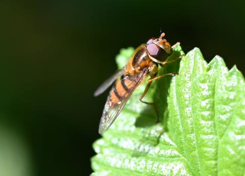 We have been advised that this hoverfly is likely to be a member of the Epistrophe genus, smallish insects with yellow faces that fly in the Spring.