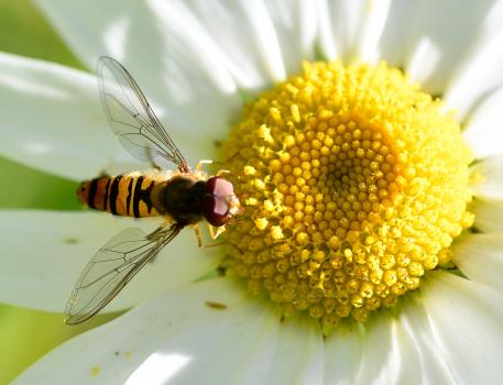 The Marmalade Hoverfly has the distinction of being Britain's most commonly known hoverfly.