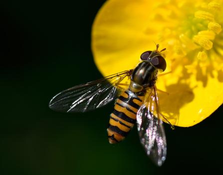 The Marmalade Hoverfly has the distinction of being Britain's most commonly known hoverfly.