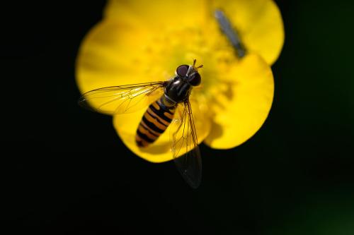 Episyrphus balteatus is Britain's commonest hoverfly. At between 5 and 10 millimetres, it is difficult to appreciate the glorious details of this tiny creature . . . photography helps to reveal some of this detail.