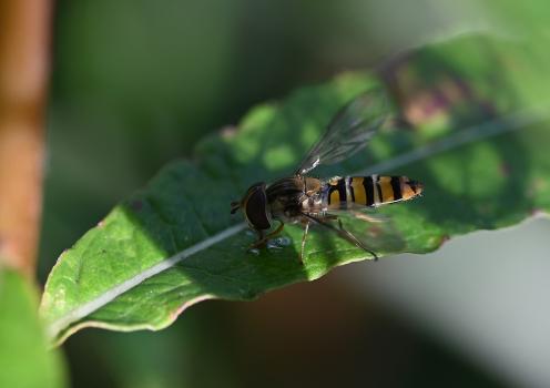 Female Episyrphus balteatus, September 2024.