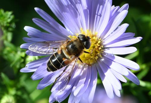 Female Eristalis nemorum, September 2024.