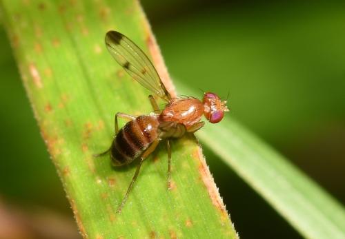This small fly has cereal grasses as their larval food plant.