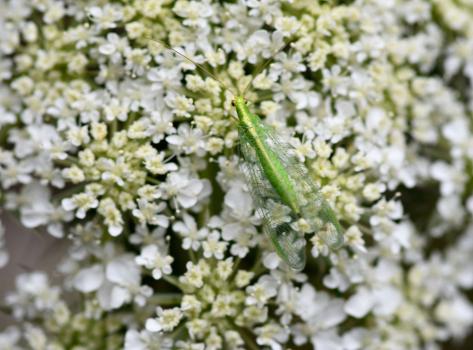 This lacewing, the Nineta vittata, is no longer than 2 centimetres. It is active in June and July.