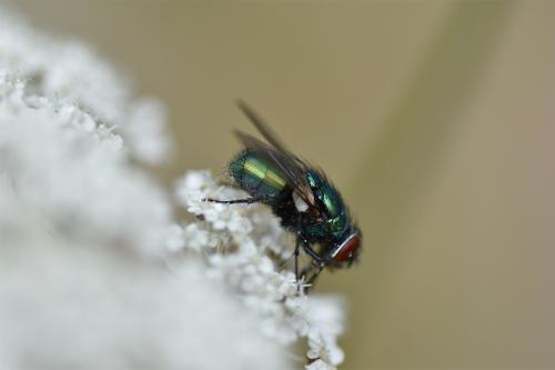 The Greenbottle breeds on carrion, or live animals, but unlike the Bluebottle it rarely enters houses.