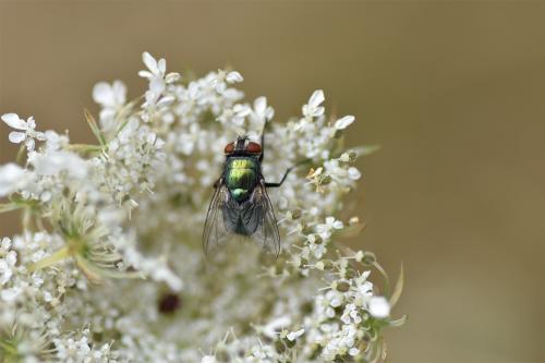 Female blow-flies, including the Greenbottle, will lay eggs (up to 250 at a time) into living or dead animals or their dung.