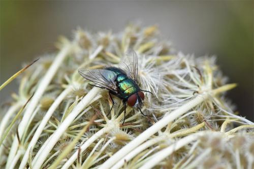  Blowfly Strike in sheep is caused by Greenbottles laying eggs in the sheep's bodies.