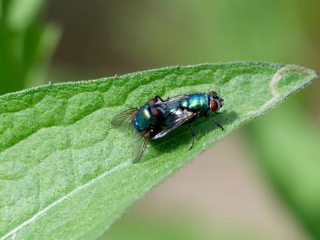 These two mating Greenbottles were photographed in the Cemetery in late May. They were not in a hurry!