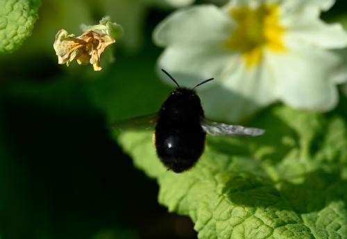 Hairy-footed Flower Bee (female), early April 2025.