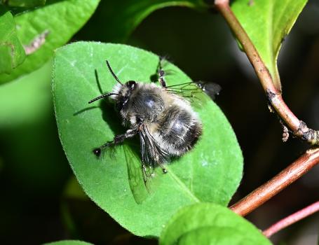 The Hairy-footed Flower Bee is in the vanguard of solitary bees emerging in Spring.