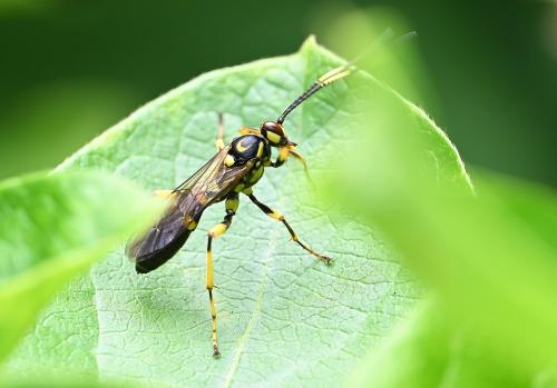 It is not known how widespread this insect is in Britain.