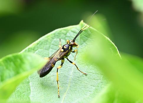 The females parasitize certain caterpillars using their ovipositor, depositing eggs inside them.