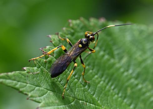 The females parasitize certain caterpillars using their ovipositor, depositing eggs inside them. These hatch inside the living host, devouring it until they pupate.  The wasp photographed here is a male, as it lacks an ovipositor.