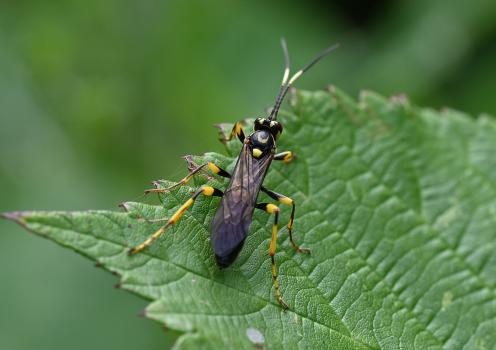The females parasitize certain caterpillars using their ovipositor, depositing eggs inside them.