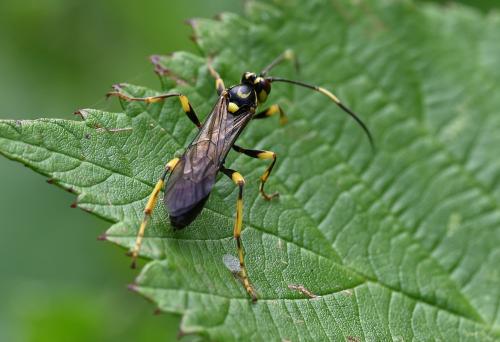 The females parasitize certain caterpillars using their ovipositor, depositing eggs inside them. These hatch inside the living host, devouring it until they pupate.  The wasp photographed here is a male, as it lacks an ovipositor.