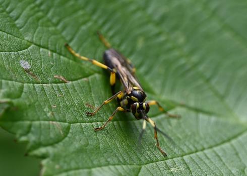 This wasp is a parasite of Ermine moths in Britain.