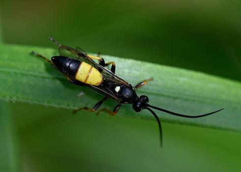 Females of this parasitic wasp lay their eggs inside the caterpillars of the Large Yellow Underwing moth.