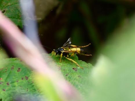 This is a stocky yellow-banded wasp with a powerful appearance. The individual photographed on this page is a male.