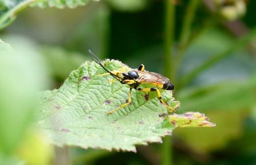 This ichneumon wasp is a member of the Ichneumoninae subfamily (consisting of perhaps 65 members).