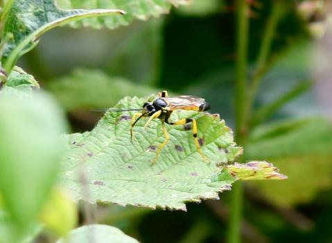These wasps are reasonably common in Britain. They drink nectar, especially on umbellifers, and lay their eggs in moth larvae.
