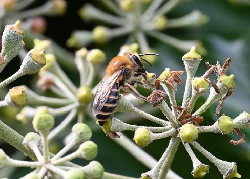 The Ivy Bee is a mining bee, meaning that it is ground-nesting. They tend to be solitary, building underground nests.