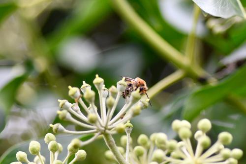 The Ivy Bee is the last solitary bee to emerge each year and is Britain's only true autumn bee.