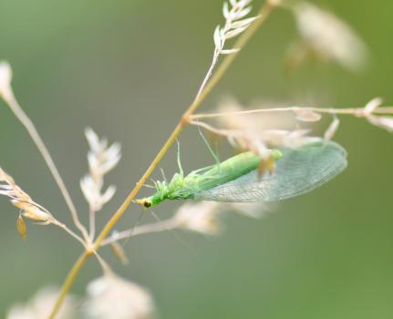 This lacewing, the Nineta vittata, differs from others by virtue of the long and stubby base of its antennae.