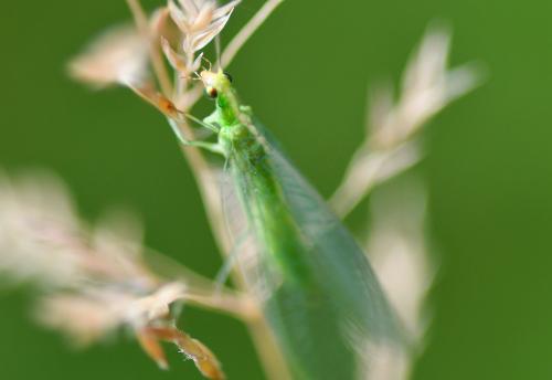 This lacewing, the Nineta vittata, is no longer than 2 centimetres. It is active in June and July.